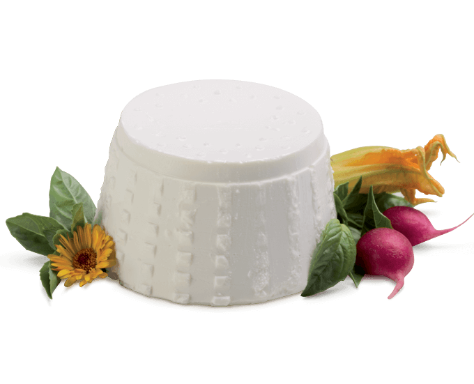 Ricotta